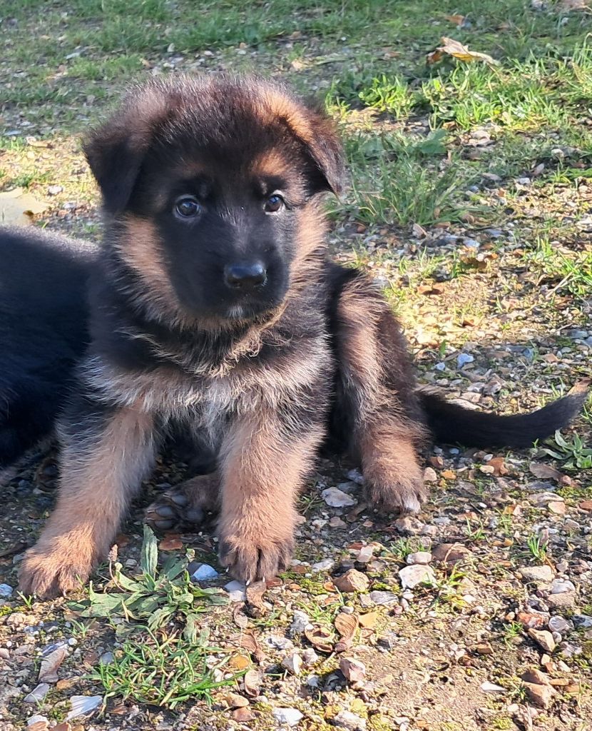 des Erilaures - Berger Allemand - Portée née le 08/09/2025